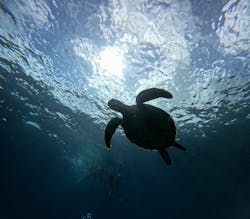 マーレ石垣島に投稿された画像（2025/9/2）