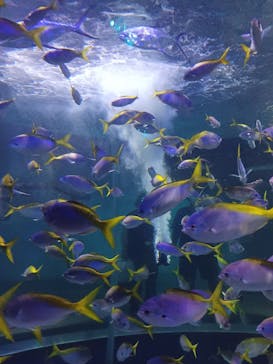 AQUARIUM × ART　atoaに投稿された画像（2025/9/2）