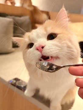 猫カフェモカ　神戸三宮店に投稿された画像（2025/9/2）