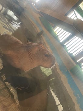 岩手サファリパークに投稿された画像（2025/9/2）