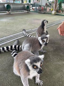 岩手サファリパークに投稿された画像（2025/9/2）