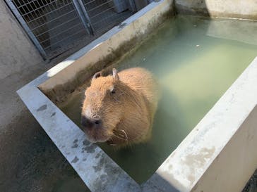 霞ケ浦 どうぶつとみんなのいえに投稿された画像（2025/9/2）
