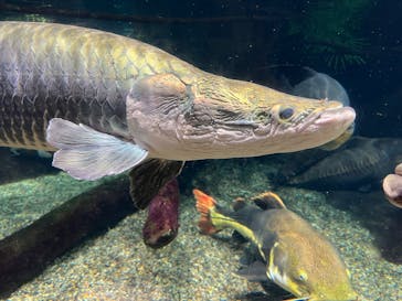 世界淡水魚園水族館　アクア・トトぎふに投稿された画像（2025/9/2）