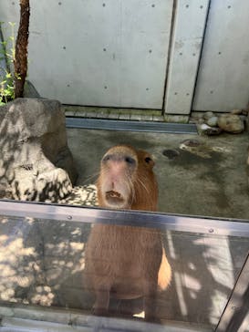 世界淡水魚園水族館　アクア・トトぎふに投稿された画像（2025/9/2）