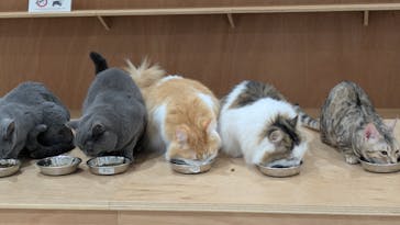 Cat Café MOFF 仙台PARCO店に投稿された画像（2025/9/2）