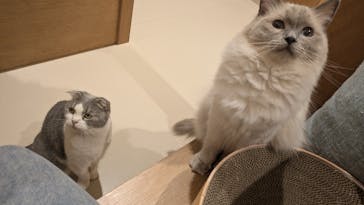 Cat Café MOFF 仙台PARCO店に投稿された画像（2025/9/2）