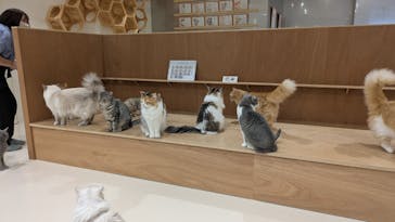 Cat Café MOFF 仙台PARCO店に投稿された画像（2025/9/2）