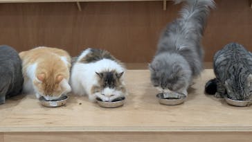 Cat Café MOFF 仙台PARCO店に投稿された画像（2025/9/2）