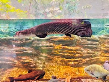 カワスイ 川崎⽔族館に投稿された画像（2025/9/2）