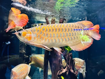 カワスイ 川崎⽔族館に投稿された画像（2025/9/2）