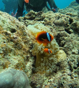 武藤潜水に投稿された画像（2025/9/3）