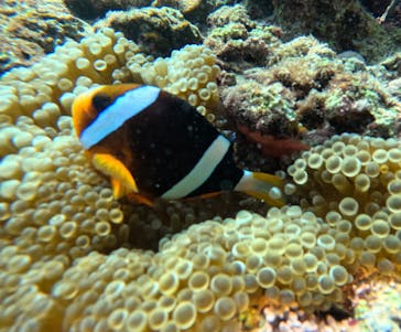 武藤潜水に投稿された画像（2025/9/3）