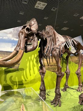 特別展「氷河期展 〜人類が見た4万年前の世界〜」（国立科学博物館）に投稿された画像（2025/9/3）