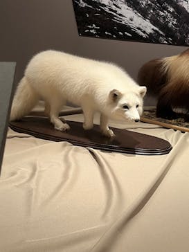 特別展「氷河期展 〜人類が見た4万年前の世界〜」（国立科学博物館）に投稿された画像（2025/9/3）
