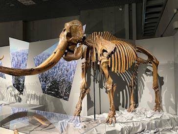 特別展「氷河期展 〜人類が見た4万年前の世界〜」（国立科学博物館）に投稿された画像（2025/9/3）