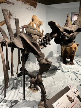 特別展「氷河期展 〜人類が見た4万年前の世界〜」（国立科学博物館）に投稿された画像（2025/9/3）