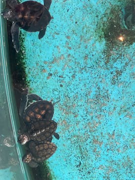 串本海中公園水族館に投稿された画像（2025/9/3）