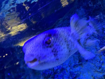 すみだ水族館に投稿された画像（2025/9/3）