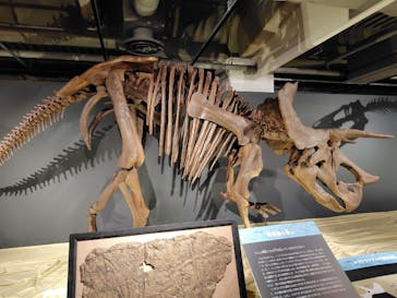大恐竜展に投稿された画像（2025/9/3）