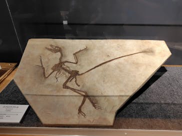 大恐竜展に投稿された画像（2025/9/3）