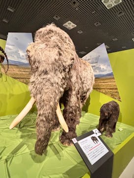 特別展「氷河期展 〜人類が見た4万年前の世界〜」（国立科学博物館）に投稿された画像（2025/9/3）