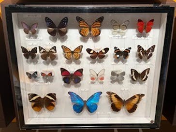 特別展「昆虫 MANIAC」（国立科学博物館）に投稿された画像（2025/9/3）