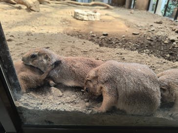 那須どうぶつ王国に投稿された画像（2025/9/3）