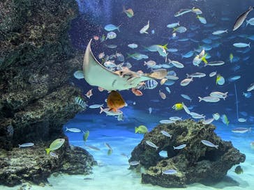 サンシャイン水族館に投稿された画像（2025/9/3）