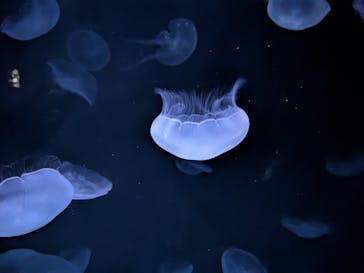 サンシャイン水族館に投稿された画像（2025/9/3）