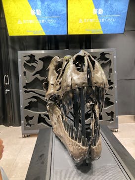 福井県立恐竜博物館に投稿された画像（2025/9/3）