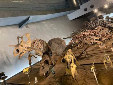 福井県立恐竜博物館に投稿された画像（2025/9/3）