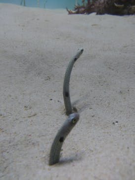 アクアワールド茨城県大洗水族館に投稿された画像（2025/9/3）