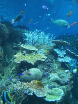 アクアワールド茨城県大洗水族館に投稿された画像（2025/9/3）