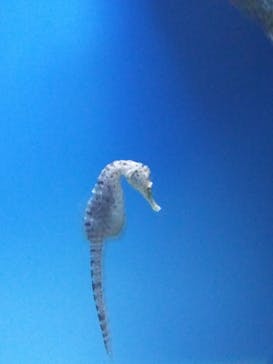 アクアワールド茨城県大洗水族館に投稿された画像（2025/9/3）