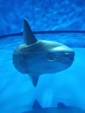 アクアワールド茨城県大洗水族館に投稿された画像（2025/9/3）