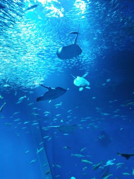 アクアワールド茨城県大洗水族館に投稿された画像（2025/9/3）