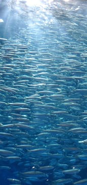 名古屋港水族館に投稿された画像（2025/9/3）