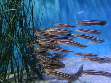 竹島水族館に投稿された画像（2025/9/3）