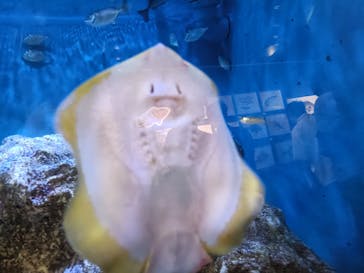 竹島水族館に投稿された画像（2025/9/3）