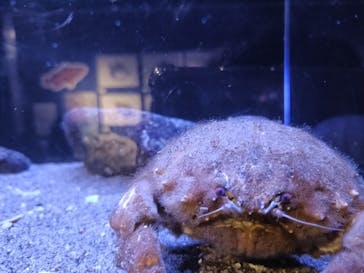 竹島水族館に投稿された画像（2025/9/3）