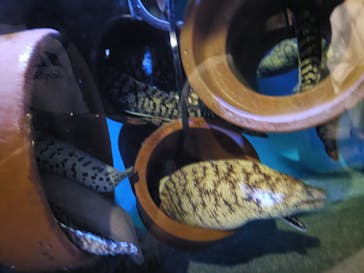 竹島水族館に投稿された画像（2025/9/3）