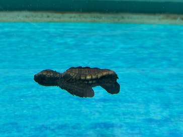 名古屋港水族館に投稿された画像（2025/9/3）