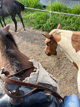 Moon River Horseに投稿された画像（2025/9/3）