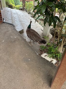 伊豆シャボテン動物公園に投稿された画像（2025/9/3）