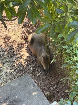伊豆シャボテン動物公園に投稿された画像（2025/9/3）