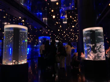 マクセル アクアパーク品川に投稿された画像（2025/9/3）