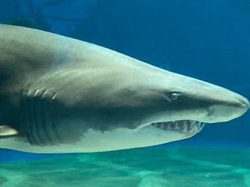 アクアワールド茨城県大洗水族館に投稿された画像（2025/9/3）