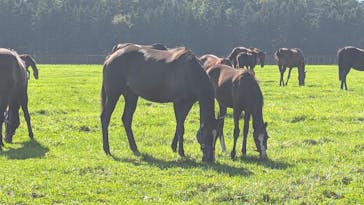 ノーザンホースパークに投稿された画像（2025/9/4）