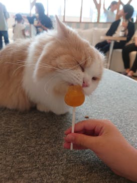 猫カフェモカ　イオンレイクタウン店に投稿された画像（2025/9/4）