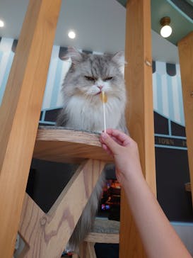 猫カフェモカ　イオンレイクタウン店に投稿された画像（2025/9/4）